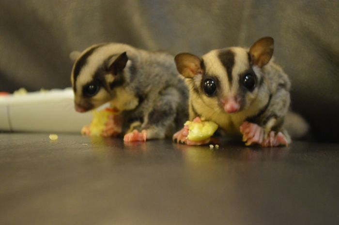 Not Your Typical Aww But My Two Sugar Gliders Eating Their Apples