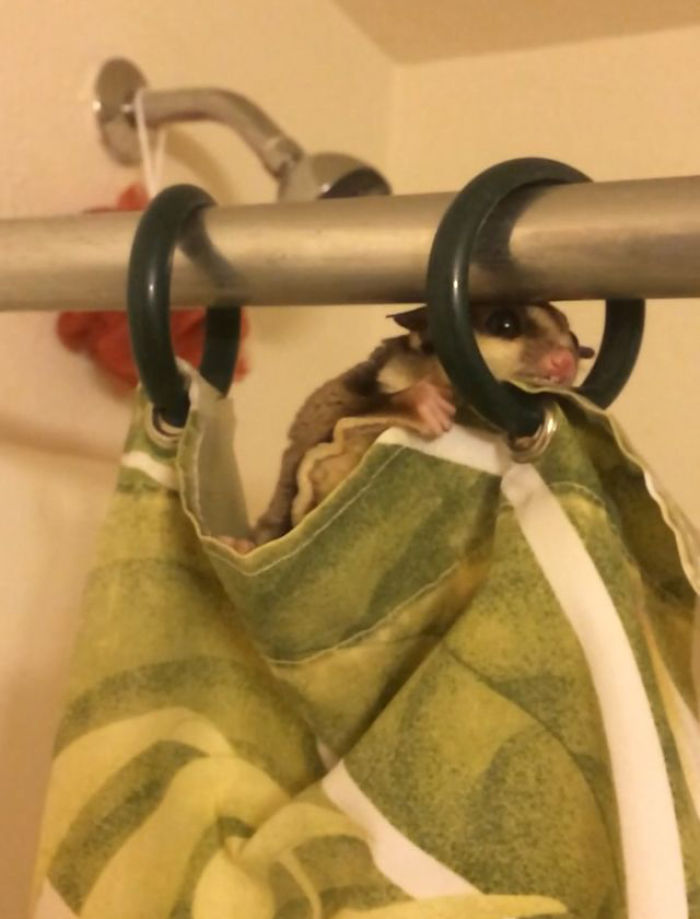 Sugar Gliders Turn Everything Into Toys