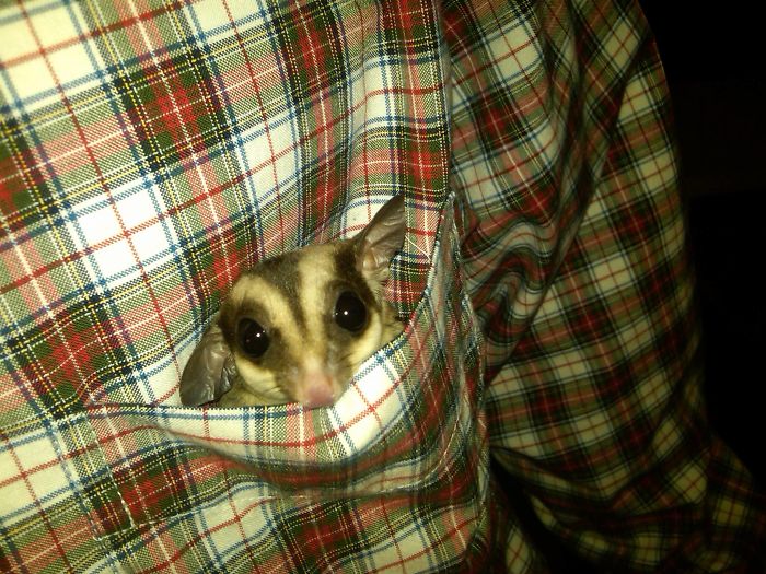 My New Sugar Glider, Achilles. Chillin