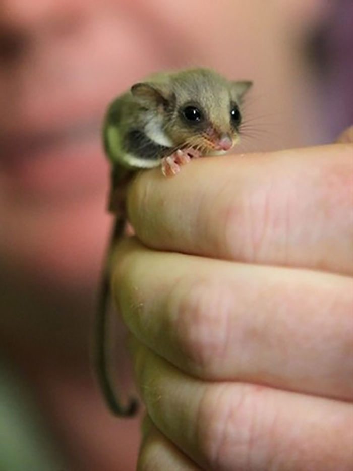 Baby Sugar Glider