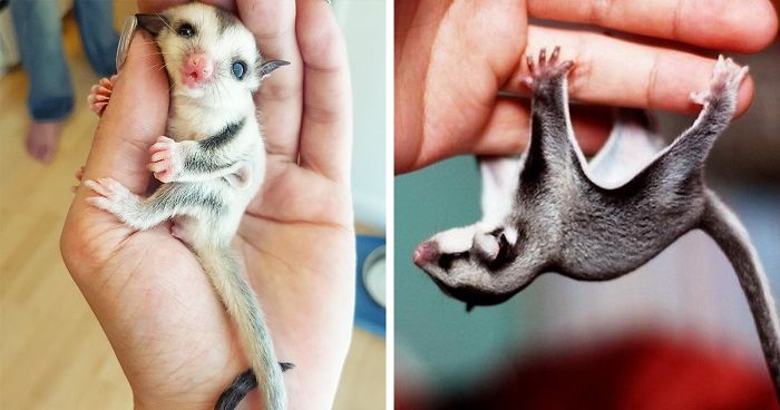 118 Sugar Gliders That Are Just Too Sweet
