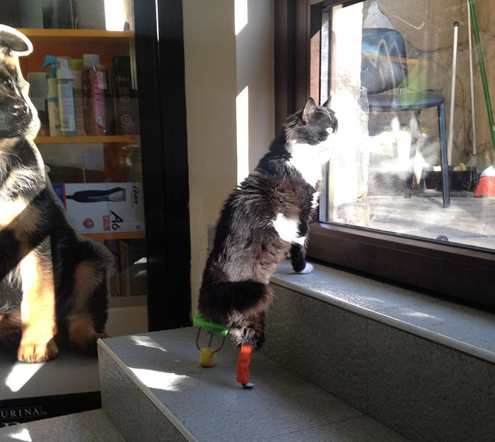 amputee-cat-bionic-legs-pooh-bulgaria-11 amputee-cat-bionic-legs-pooh-bulgaria-11