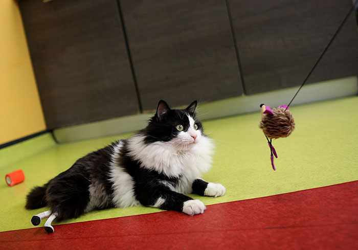 amputee-cat-bionic-legs-pooh-bulgaria-5 amputee-cat-bionic-legs-pooh-bulgaria-5