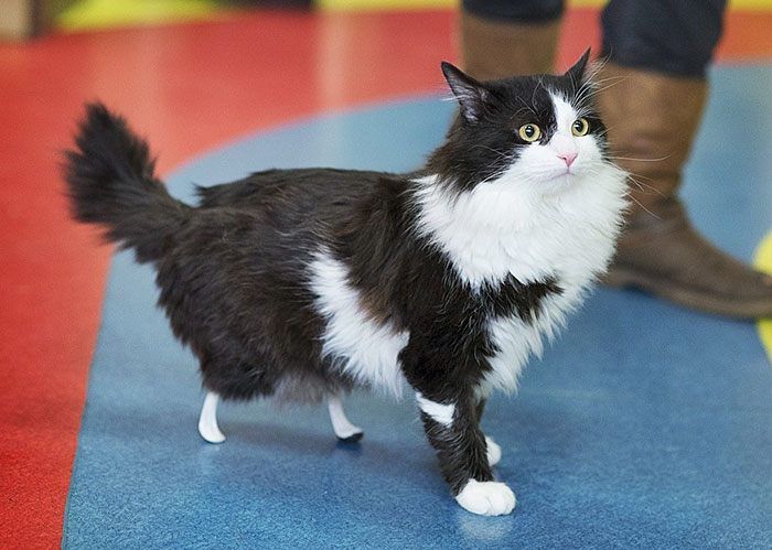 Este gato amputado consiguió patas nuevas, y hay que verlo caminando de nuevo