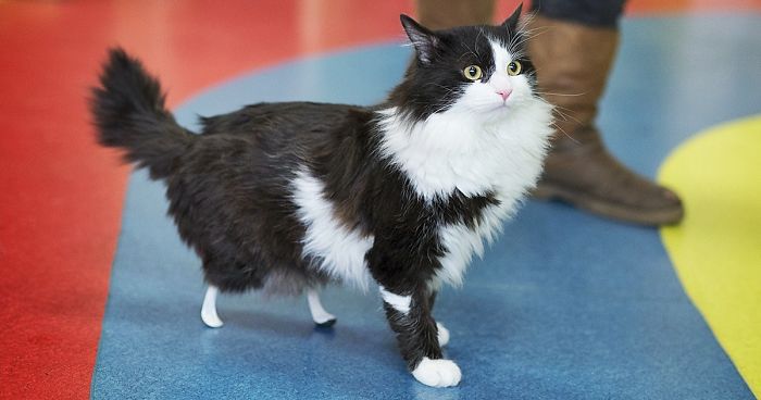 Amputee Cat Just Got New Legs, Watch Him Walk Again