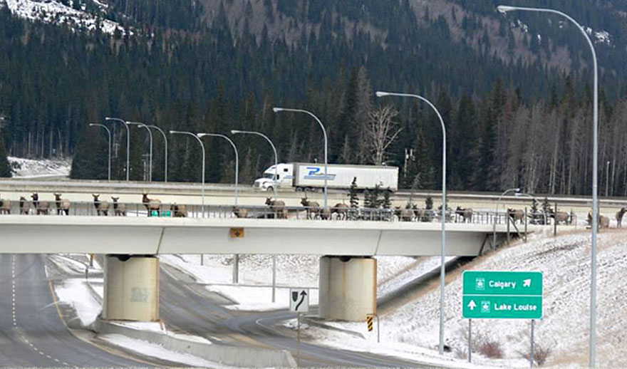 Wildlife Overpass In Banff, Alberta