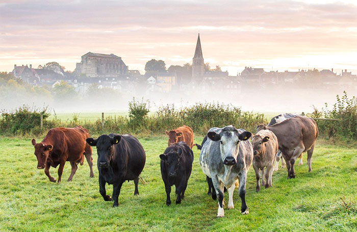 Why Do These Cows Look Like They're About To Drop The Most Fire Album Of The Year