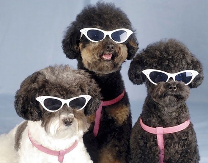 Why These Dogs Look Like They About To Drop The Most Soulful Motown Album Of 1965