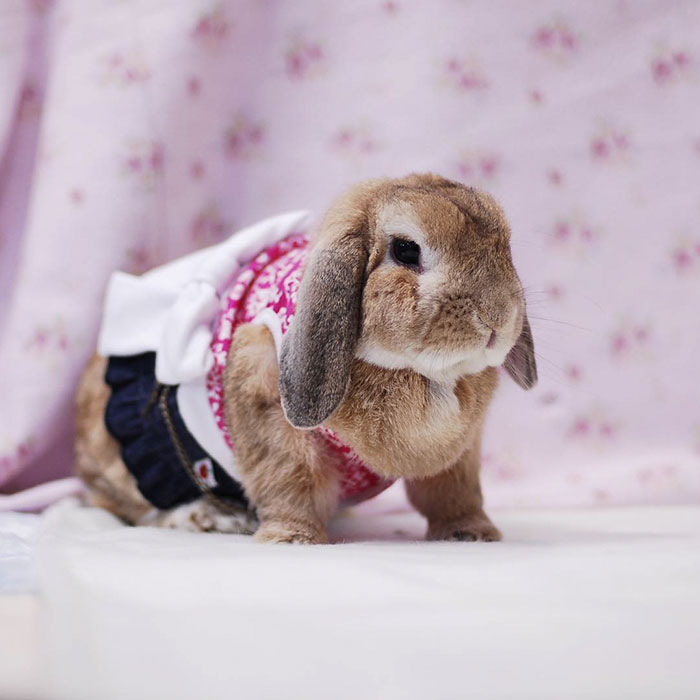 This Bunny Is About To Top Joanne On The Charts