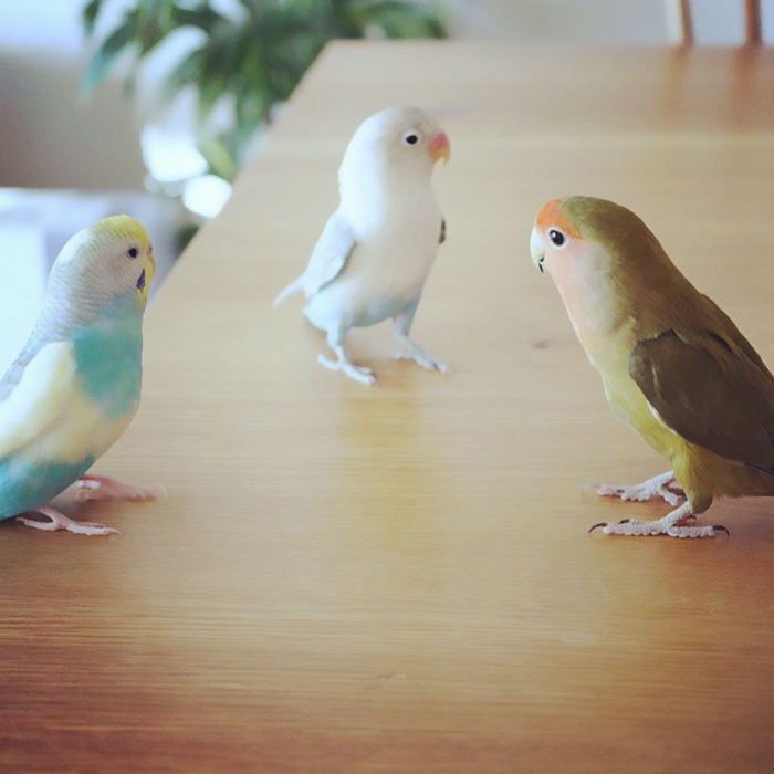 The Parror Trio Pose For Their New Rap Album Cover