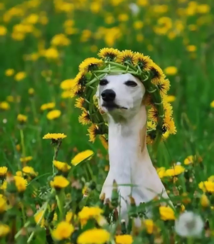 Every Female Solo Singer At Music Festivals