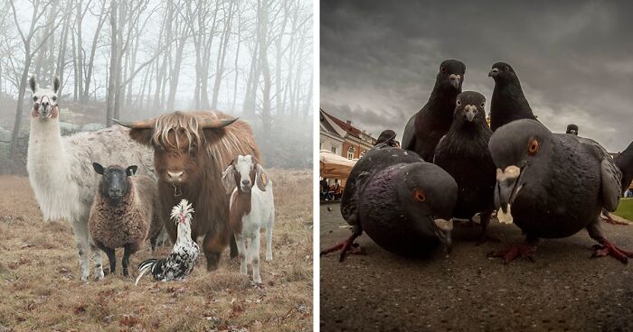 30 Animals That Look Like They’re About To Drop The Hottest Albums Of The Year