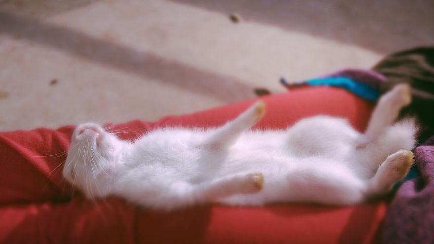 I Photographed My Pet Rabbit