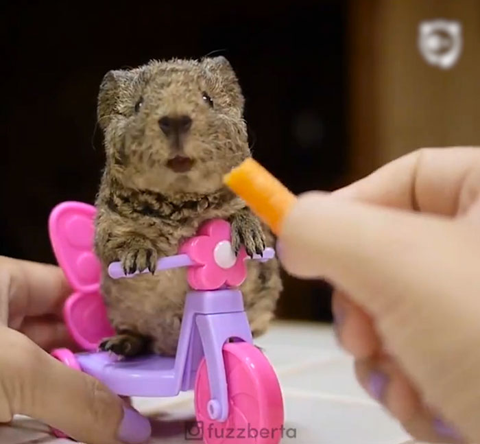Baby Guinea Pig On Her Mini Tricycle