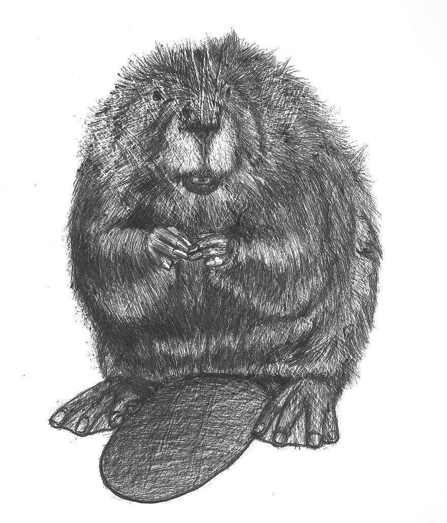 Beaver Drawing