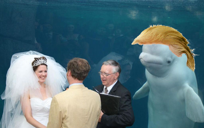 Yuge Beluga...
