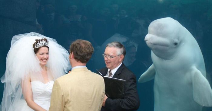 Beluga Whale Attends A Wedding, Inspires A Hilarious Photoshop Battle