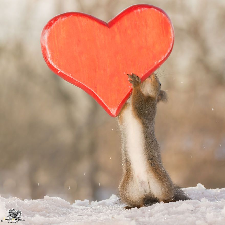 Wild Red Squirrels Celebrate Valentine's Day Wild Red Squirrels Celebrate Valentine's Day