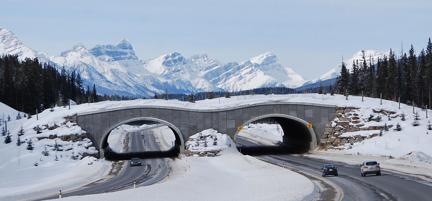 Bear Overpass In Banff National Park, Canada
