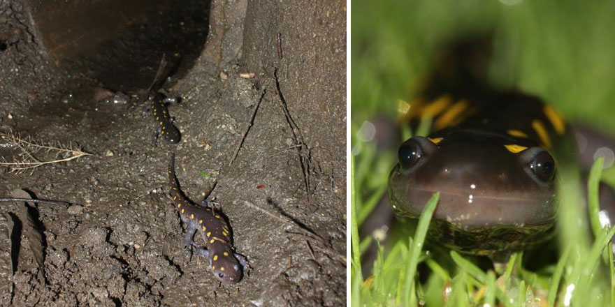 Salamander Tunnels In New England