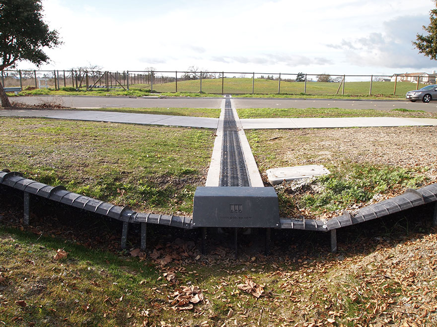 Amphibian Crossing In California