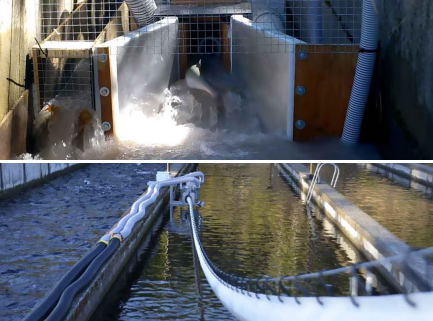 Salmon Cannon In Columbia River, Eastern Washington