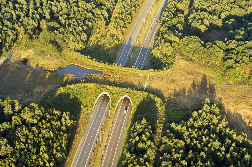 Wildlife Crossing In Belgium