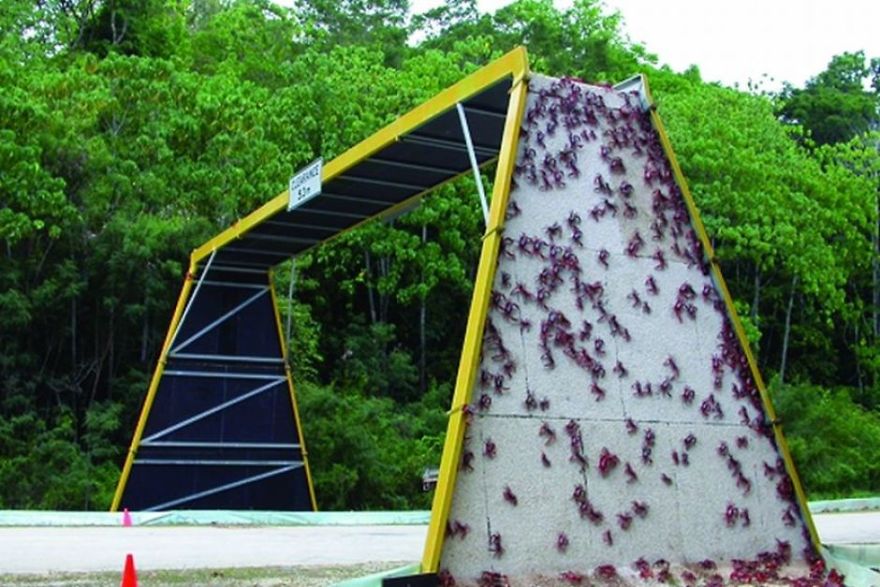 Crab Bridge In Christmas Island, Australia