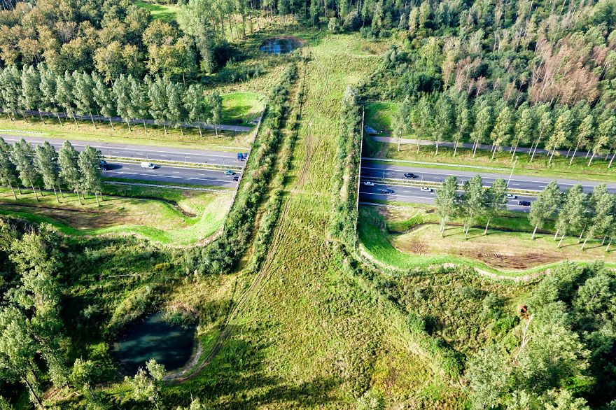 Bridge For The Animals In North Brabant Provice, Netherlands