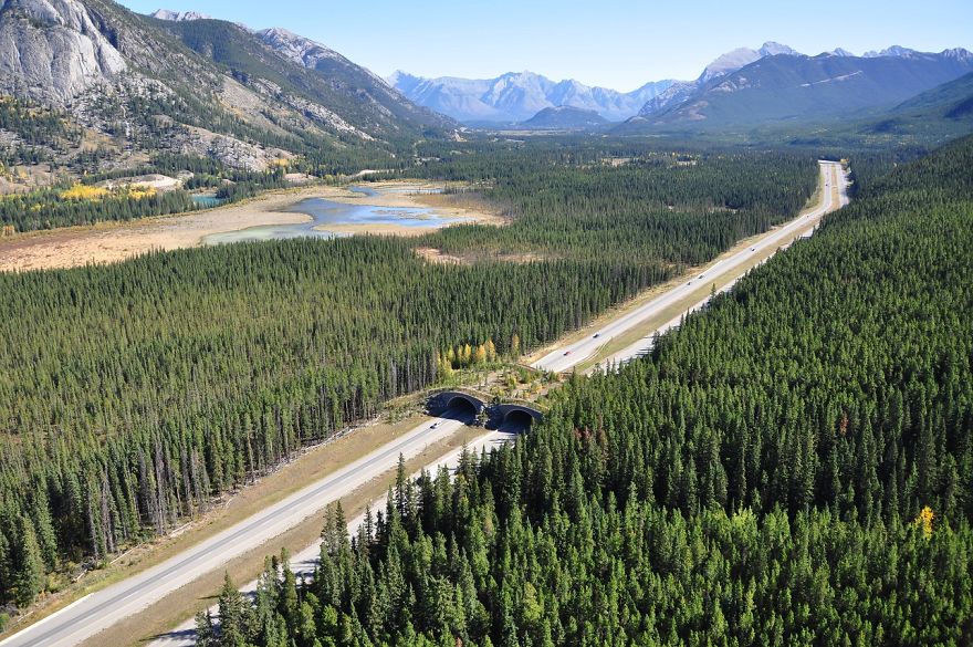 Bridge For Animals Near Banff, Canada