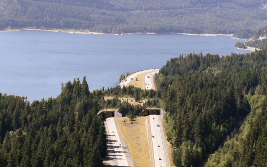 Wildlife Overpass Near Keechelus Lake