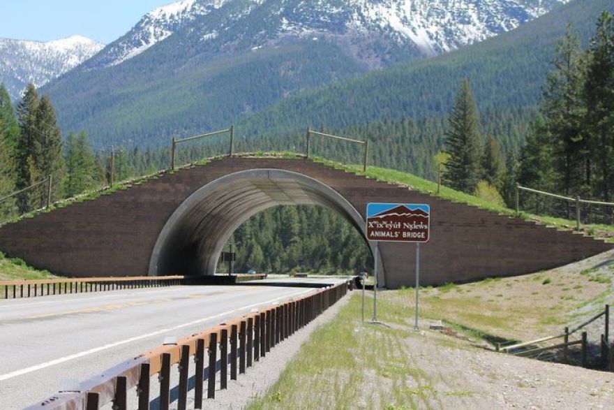 Animal Bridge In Montana