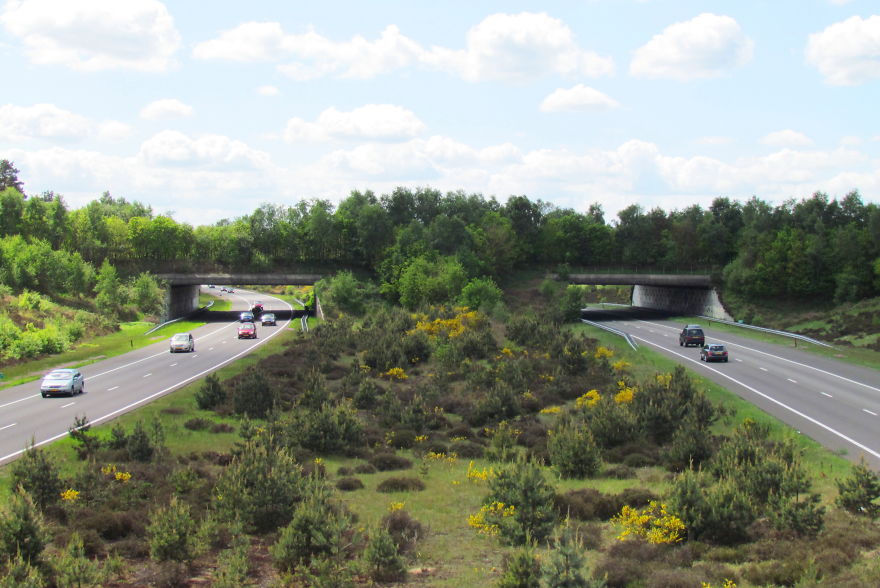 Ecoduct 'Harm Van De Veen' In The Netherlands