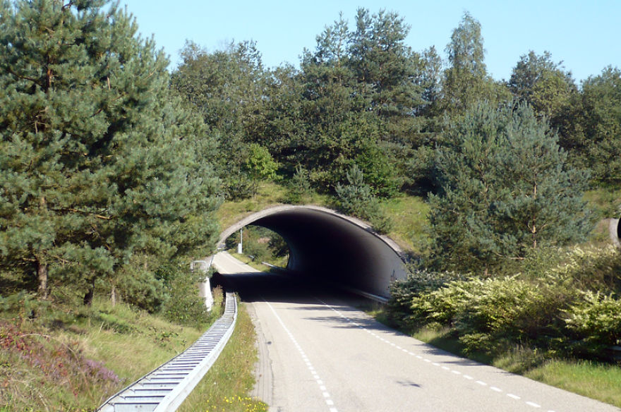 Ecoduct In The Netherlands