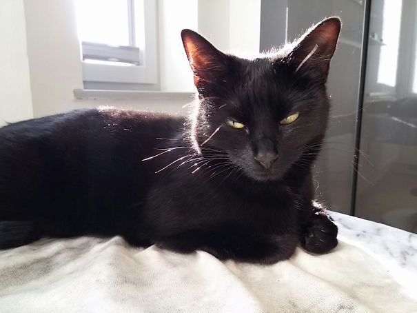 Black cat with piercing eyes lying on white fabric, showing one of the angriest animals you wouldn’t want to meet