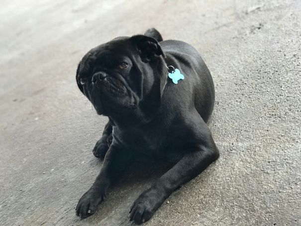 Black pug lying on pavement, displaying a grumpy expression, illustrating one of the angriest animals in the world.