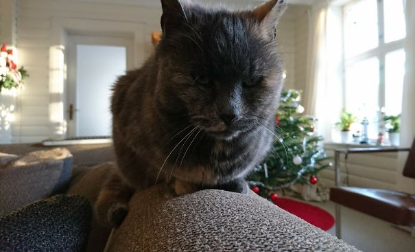 Close-up of an angry cat on a couch indoors with a decorated Christmas tree in the background, showcasing fierce animals.