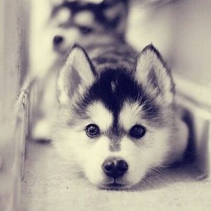 analuzrodriguez avatar