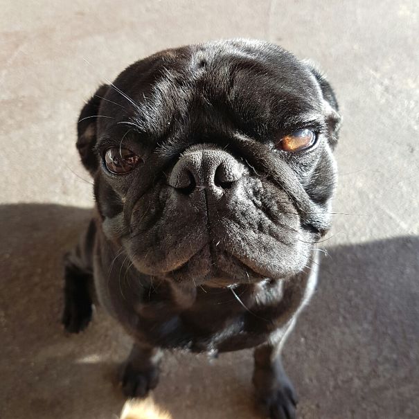 Close-up of an angry black pug with a wrinkled face looking up, showcasing one of the angriest animals you wouldn’t want to meet.