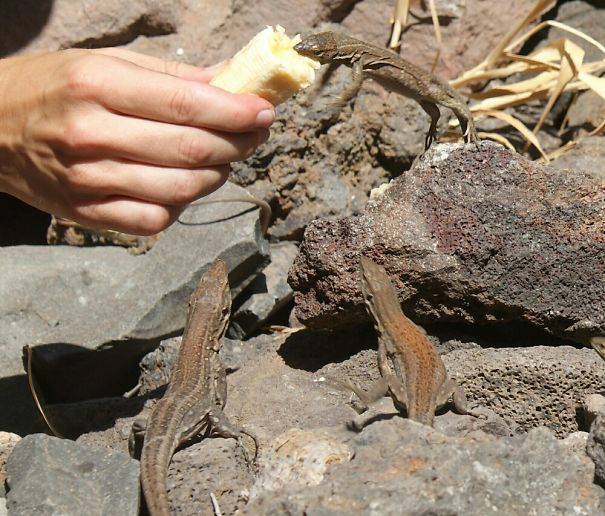 Three lizards interacting on rocky terrain near a hand offering food, showcasing some of the angriest animals.