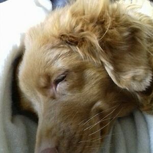 sylvianorberg avatar