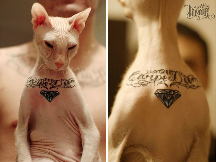 cat-tattoo-gangster-sphynx-aleksandr-russia-15 cat-tattoo-gangster-sphynx-aleksandr-russia-15