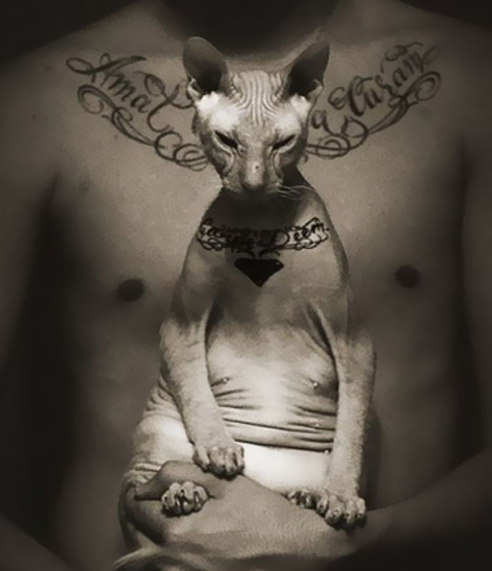cat-tattoo-gangster-sphynx-aleksandr-russia-16 cat-tattoo-gangster-sphynx-aleksandr-russia-16