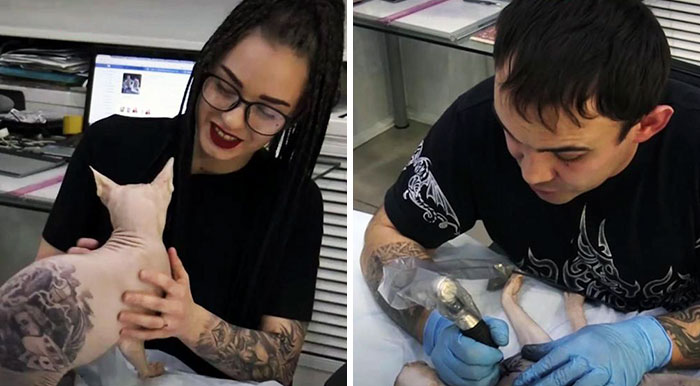 Este tatuador ruso le hizo 4 tatuajes a su gato sin pelo, y la gente está furiosa
