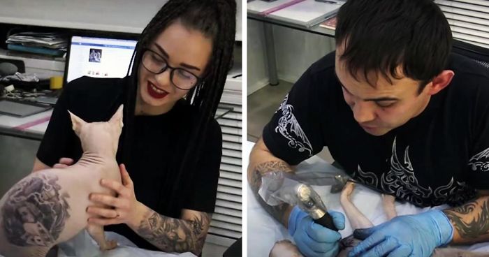 Russian Body Artist Gives His Hairless Cat Four Tattoos, And People Are Not OK With It