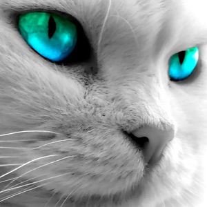 jadrankaspasovski avatar