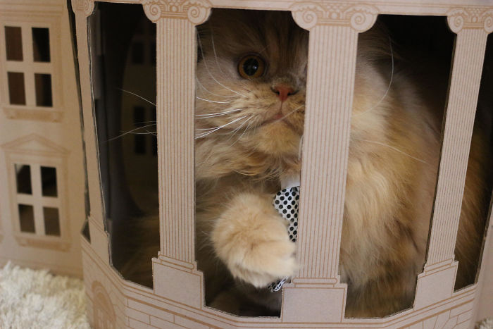 Unlike President Trump, These Cats Know Exactly What To Do In The White House Unlike President Trump, These Cats Know Exactly What To Do In The White House