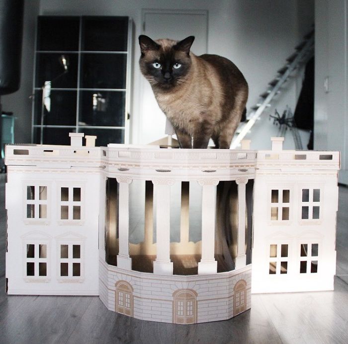 Unlike President Trump, These Cats Know Exactly What To Do In The White House Unlike President Trump, These Cats Know Exactly What To Do In The White House