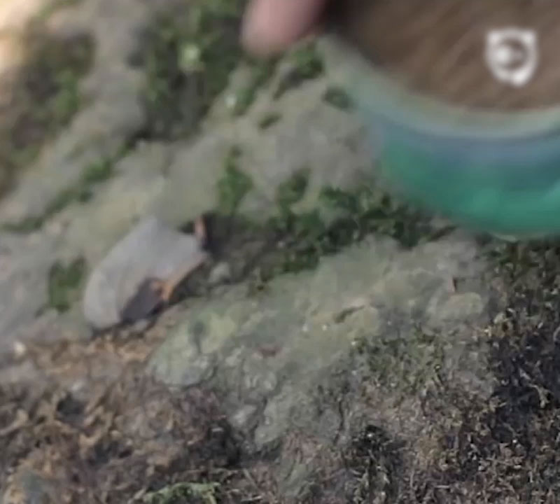 How To Cook Meal With A Can Of Tuna