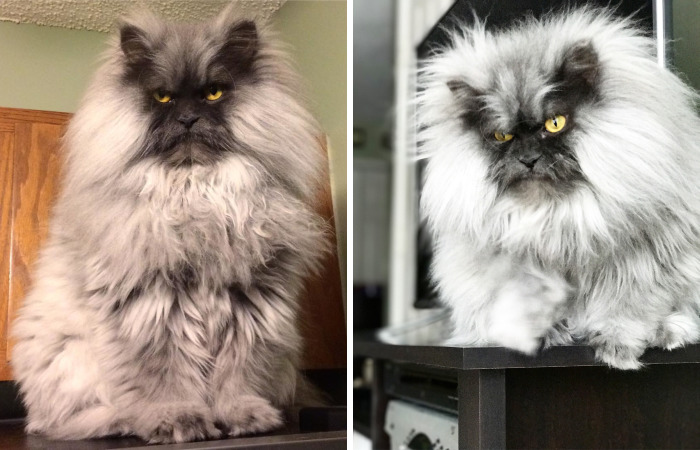 Meet Juno, A Cat Who Is Not Impressed With You